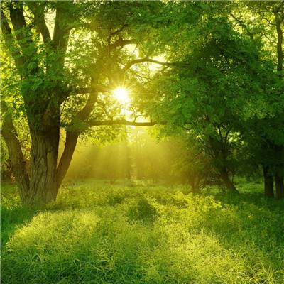 im电竞官方官网